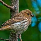 House Finch